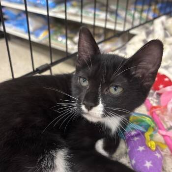 Pasco -  Domestic Short Hair Cat for Adoption in NEW PT RICHEY, Florida - Pasco | PetCurious