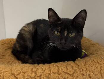Babygrand -  Domestic Short Hair Cat for Adoption in INDN HBR BCH, Florida - Babygrand | PetCurious