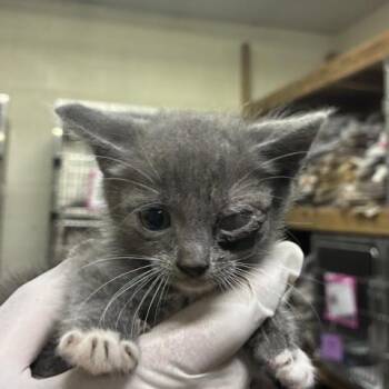 MARNIE -  Domestic Short Hair Cat Available for Adoption in Pensacola, Florida - MARNIE | PetCurious