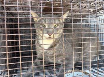 KENNY -  Domestic Medium Hair Cat for Adoption in Houston, Texas - KENNY | PetCurious