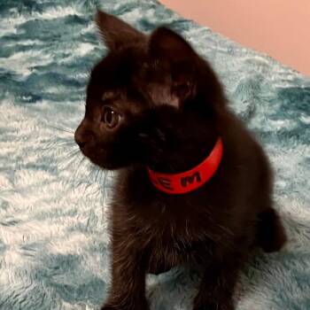 Rescue Domestic Short Hair Cats for Adoption in Gastonia, North Carolina - Salem | PetCurious