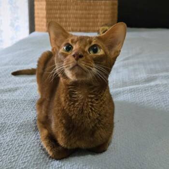 Roo -  Abyssinian Cat for Adoption in Kimberton, Pennsylvania - Roo | PetCurious