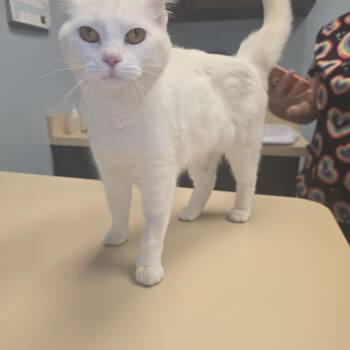 Domestic Short Hair Cats Available for Adoption - Feta | PetCurious