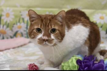 Domestic Short Hair Cats Available for Adoption in Worcester, Massachusetts - Jack | PetCurious