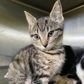 Hammer Head -  Domestic Short Hair Cat for Adoption in Dayton, Ohio - Hammer Head | PetCurious
