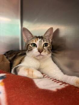 Athena -  Domestic Short Hair Cat for Adoption in Belton, Texas - Athena | PetCurious