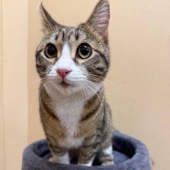 Lucille -  Domestic Short Hair Cat for Adoption in Hemet, California - Lucille | PetCurious