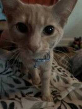 Wedge -  Domestic Short Hair Cat for Adoption in Newport, Kentucky - Wedge | PetCurious