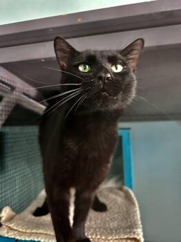 Sherman -  Domestic Short Hair Cat Available for Adoption in Grand Rapids, Michigan - Sherman | PetCurious