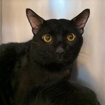 Domestic Short Hair Cats Available for Adoption in Elyria, Ohio - Nightmare | PetCurious