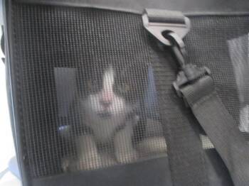 WILLOW -  Domestic Short Hair Cat for Adoption in Ocala, Florida - WILLOW | PetCurious