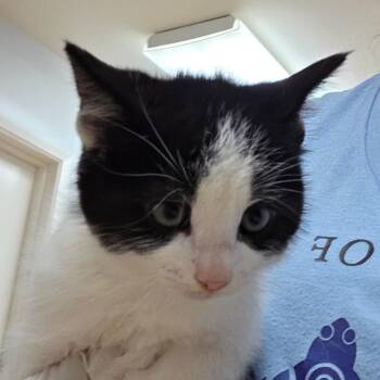 Honor -  Domestic Short Hair Cat for Adoption in Buellton, California - Honor | PetCurious