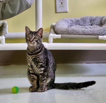 Hardy -  Domestic Short Hair Cat for Adoption in Blountville, Tennessee - Hardy | PetCurious