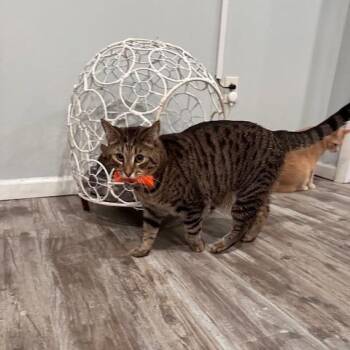 Tiger Jim -  Domestic Short Hair Cat for Adoption in Greensburg, Pennsylvania - Tiger Jim | PetCurious