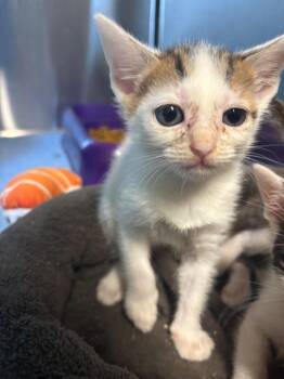 Luna -  Domestic Short Hair Cat for Adoption in Metter, Georgia - Luna | PetCurious