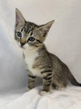 Amethyst -  Domestic Short Hair and Tabby Cat for Adoption in Greensboro, North Carolina - Amethyst | PetCurious