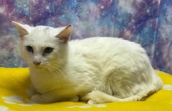 Domestic Medium Hair Cats Available for Adoption in Washington Court House, Ohio - Casper | PetCurious