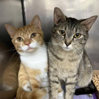 Legacy -  Domestic Short Hair Cat for Adoption in Lyndhurst, Virginia - Legacy | PetCurious