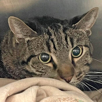 Rescue Domestic Short Hair Cats for Adoption in Cumming, Georgia - Willie 2 | PetCurious