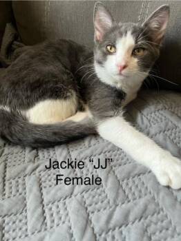 Rescue Domestic Short Hair Cats for Adoption in Buena Vista, Virginia - Jackie Or "JJ" | PetCurious