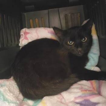 Domestic Short Hair Cats Available for Adoption - Cameron | PetCurious