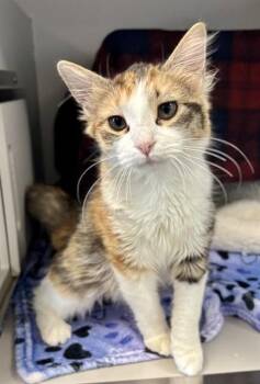 Domestic Short Hair Cats Available for Adoption in Kalamazoo, Michigan - TABITHA | PetCurious