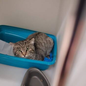 Domestic Short Hair Cats Available for Adoption - Songbird | PetCurious