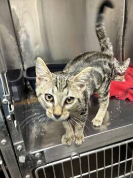 Bluey -  Domestic Short Hair Cat for Adoption in Marietta, Georgia - Bluey | PetCurious