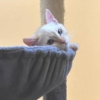 Kim -  Domestic Short Hair Cat for Adoption in Murray, Utah - Kim | PetCurious