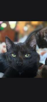 Thackery -  Domestic Short Hair Cat for Adoption in Medford, Wisconsin - Thackery | PetCurious
