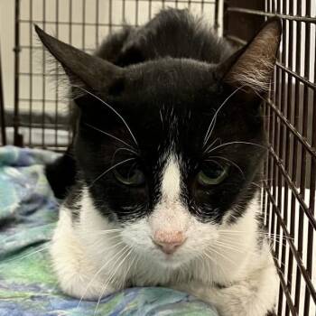 108406 -  Domestic Short Hair Cat for Adoption in Las Cruces, New Mexico - 108406 | PetCurious