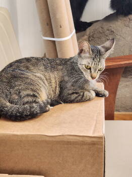 Rescue Domestic Short Hair Cats for Adoption in Naples, Florida - KitCat | PetCurious