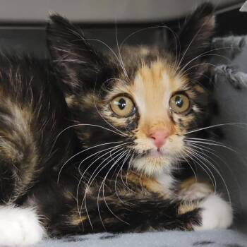Patricia -  Domestic Medium Hair Cat for Adoption in Sarasota, Florida - Patricia | PetCurious