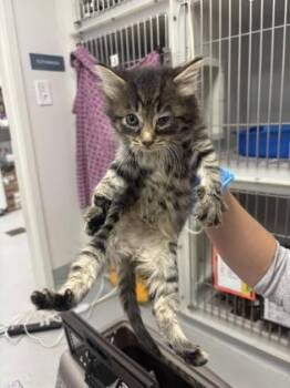 Solene 577-26 -  Domestic Short Hair Cat for Adoption in Cumming, Georgia - Solene 577-26 | PetCurious