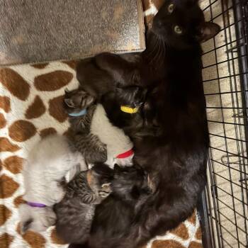 Domestic Short Hair Cats Available for Adoption in Rochester, Minnesota - Jelly Bean | PetCurious