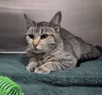 Domestic Short Hair Cats Available for Adoption in Westland, Michigan - Rocking Chair | PetCurious