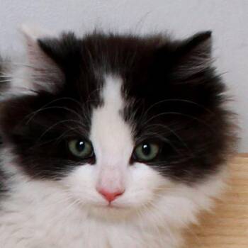 Domestic Long Hair Cats Available for Adoption in Minnetonka, Minnesota - Cow C69601 | PetCurious