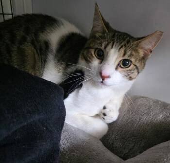 Domestic Short Hair Cats Available for Adoption - Fish Sticks | PetCurious