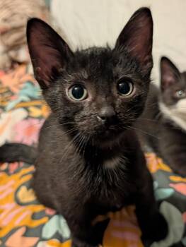 Fuzzy -  Domestic Short Hair Cat for Adoption in Chicago, Illinois - Fuzzy | PetCurious