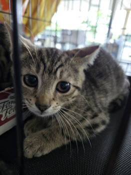 Rescue Domestic Short Hair Cats for Adoption in Rockaway, New Jersey - Banski KITTEN | PetCurious