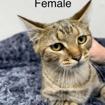 Rescue Domestic Short Hair Cats for Adoption in New Tazewell, Tennessee - Cranberries | PetCurious