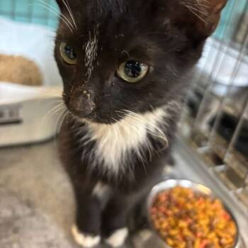 Rescue Domestic Short Hair Cats for Adoption in Gadsden, Alabama - Thor | PetCurious