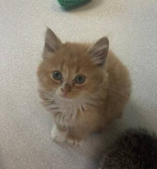 Lagoon -  Domestic Long Hair Cat for Adoption in Viroqua, Wisconsin - Lagoon | PetCurious