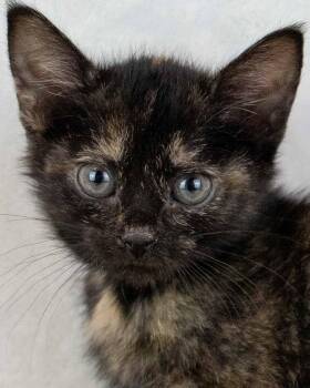 Domestic Short Hair and Tortoiseshell Cats Available for Adoption - Kelly | PetCurious