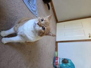 Rescue Domestic Short Hair Cats for Adoption - Buttercup | PetCurious