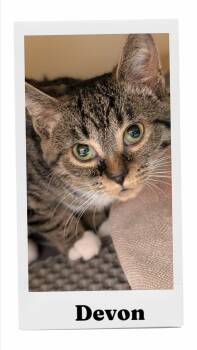 Devon -  Domestic Short Hair Cat for Adoption in Caistor Centre, Ontario - Devon | PetCurious
