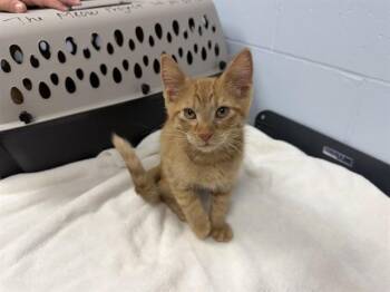NUGGET -  Domestic Short Hair Cat for Adoption in Ames, Iowa - NUGGET | PetCurious