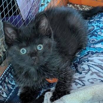 Nellie -  Domestic Short Hair Cat for Adoption in Gordonsville, Tennessee - Nellie | PetCurious