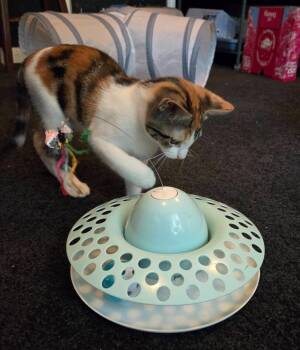 Wanda -  Domestic Short Hair Cat for Adoption in Magnolia, Texas - Wanda | PetCurious