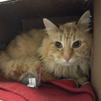 Aaron -  Domestic Medium Hair Cat Available for Adoption in Ballston Spa, New York - Aaron | PetCurious